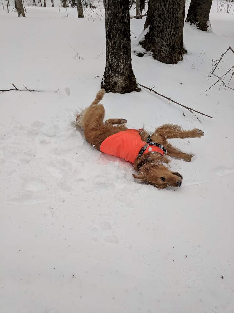 dog in snow